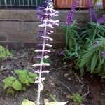 Salvia leucantha Flower