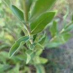 Solidago rigida Folla