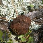 Aristolochia pallida Habit