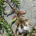 Astragalus australis Frukto