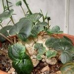 Pyrenacantha malvifolia Deilen