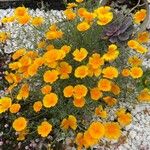 Eschscholzia californicaফুল