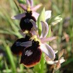 Ophrys magniflora Mosusu