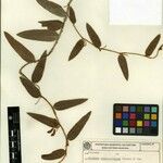 Eriosema simplicifolium Egyéb