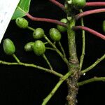 Daphniphyllum chartaceum Habit