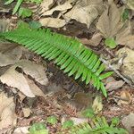 Polystichum munitum Habitat