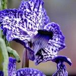 Vanda coerulescens Cvet