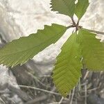 Quercus michauxii Leaf