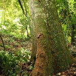 Celtis mildbraedii Rinde