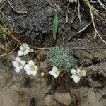 Saxifraga diapensioides Yeri