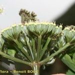 Athamanta cervariifolia Other