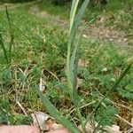 Fritillaria pyrenaica Escorça