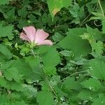 Hibiscus syriacusFlor