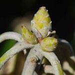 Rhododendron lanigerum Other