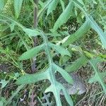 Lactuca canadensis Blatt