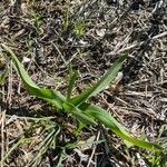 Colchicum longifolium Leaf