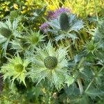 Eryngium giganteum Flower