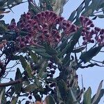 Angophora hispida Квітка