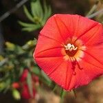 Ipomoea × multifida Flor