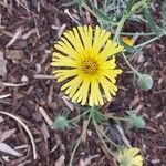 Madia elegans Flower