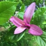 Magnolia liliiflora Fleur