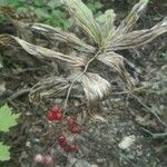 Maianthemum racemosum Fruit