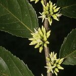 Casearia arguta ফুল