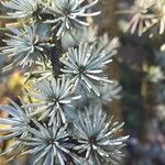 Cedrus atlanticaFuelha