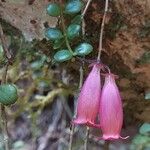 Kalanchoe uniflora Blüte