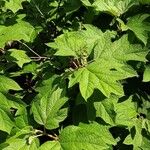 Hydrangea quercifolia Vivejo