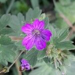 Geranium pyrenaicum Kukka