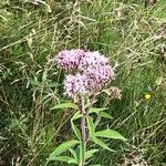 Eupatorium cannabinumFlor