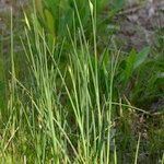 Juncus subulatus Habit