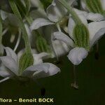 Pleurospermum austriacum Flower