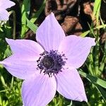 Anemone coronariaപുഷ്പം