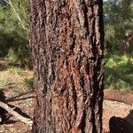 Eucalyptus sideroxylon Kůra