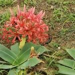 Ammocharis tinneana Φύλλο