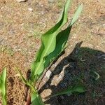 Solidago sempervirens Folla