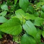 Boehmeria cylindrica Листок