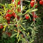 Lycium berlandieri Fruit