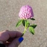 Trifolium pratenseFlower