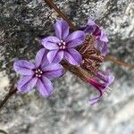 Plumbago europaea 花