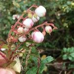 Gaultheria pyroloides Фрукт