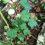 Acer opalus Leaf