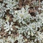 Achillea umbellata Deilen