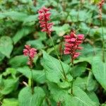 Persicaria orientalis Агульны выгляд