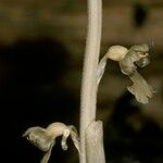 Neottia nidus-avis Blüte