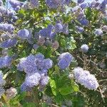 Ceanothus arboreus Flor