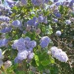 Ceanothus arboreus Blüte