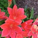 Cyrtanthus elatus Flower